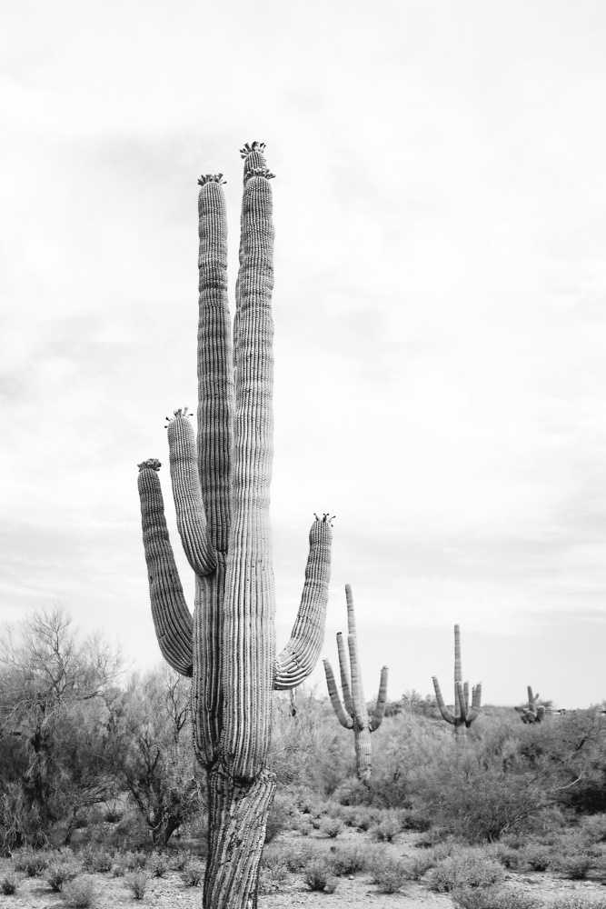 Saguaro B&amp;W von Kathrin Pienaar