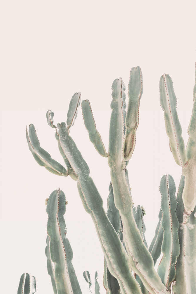 Sunrise Cactus von Kathrin Pienaar