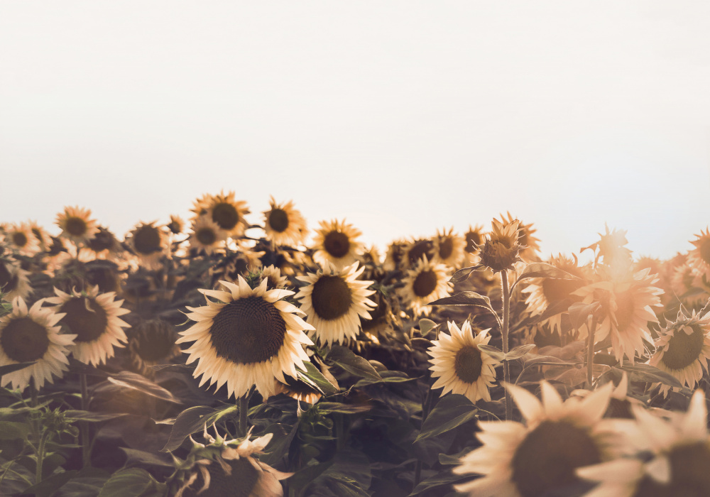 Sunflowers von Kathrin Pienaar