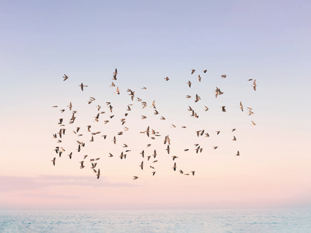 Sunset Flight von Kathrin Pienaar