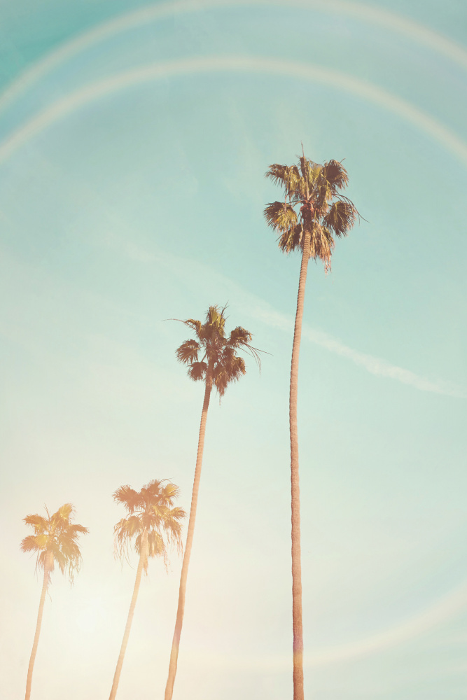 Sunny Cali Palm Tree von Kathrin Pienaar