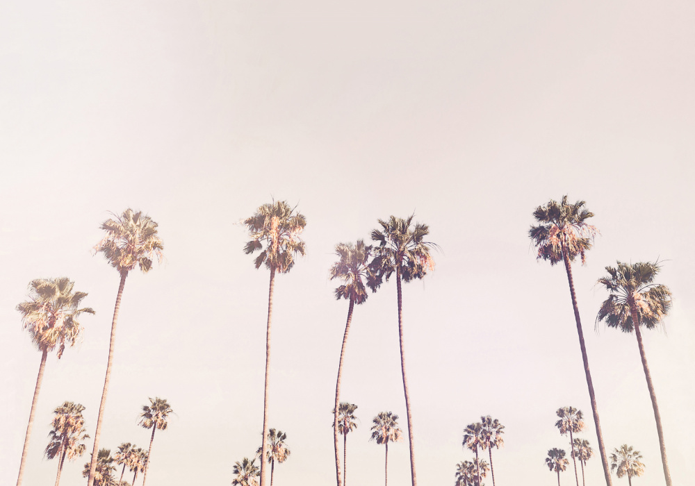 Sunny Cali Palm Trees von Kathrin Pienaar