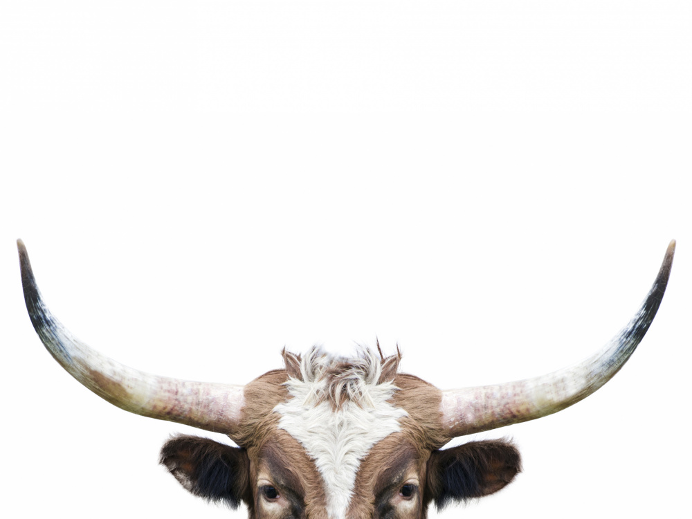 Peeking Longhorn Cow von Kathrin Pienaar