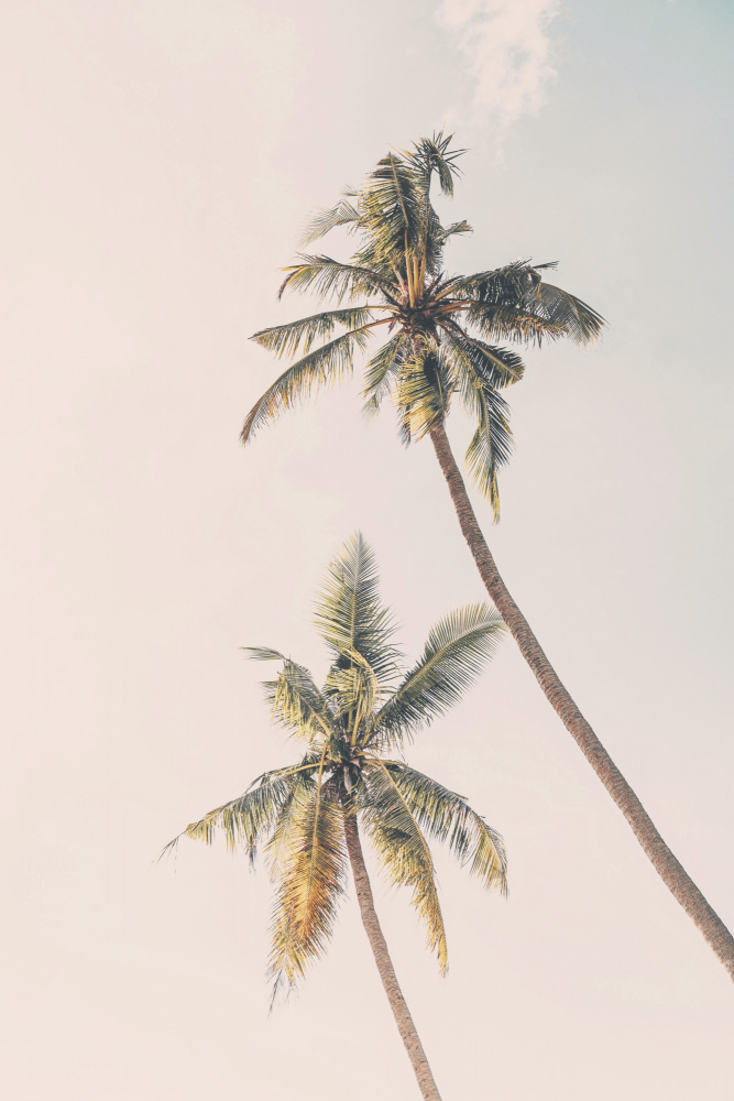 Tropical Palms von Kathrin Pienaar