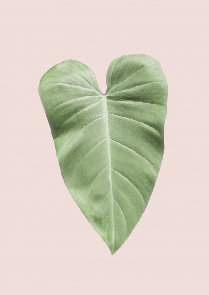 Tropical Leaf Blush von Kathrin Pienaar