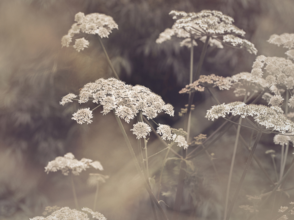 Wild Parsley von Kathrin Pienaar