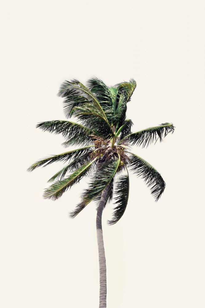 Windy Palm Tree von Kathrin Pienaar