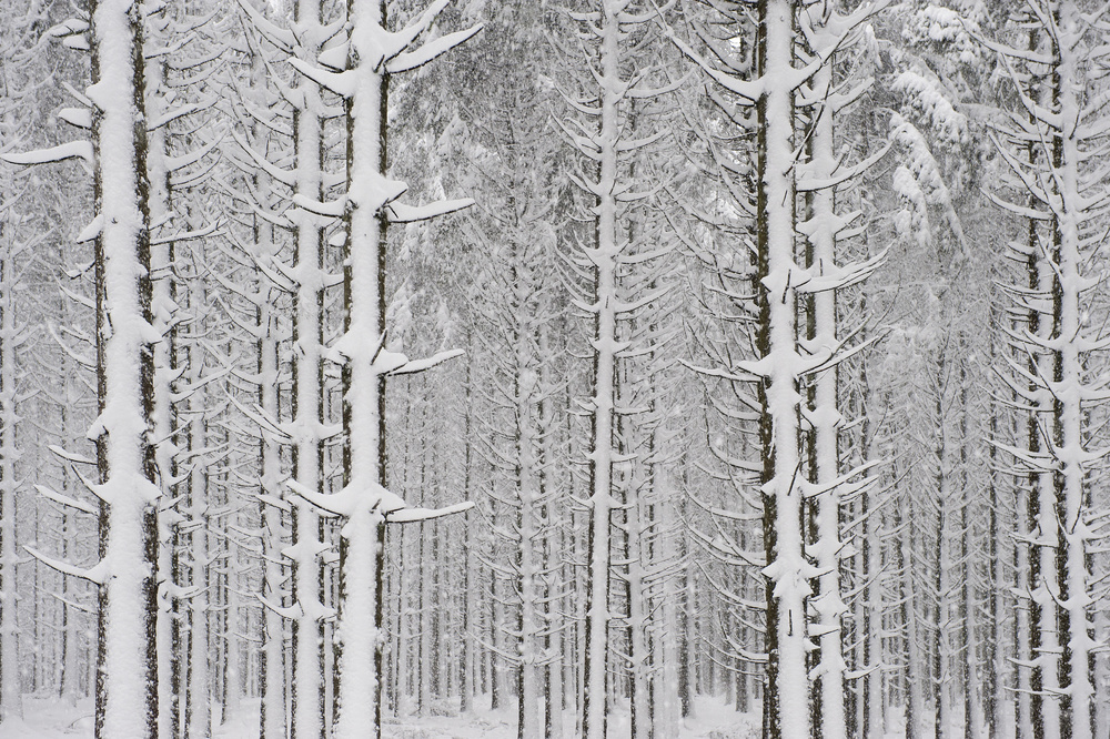 snow in the forest von Katia Moon