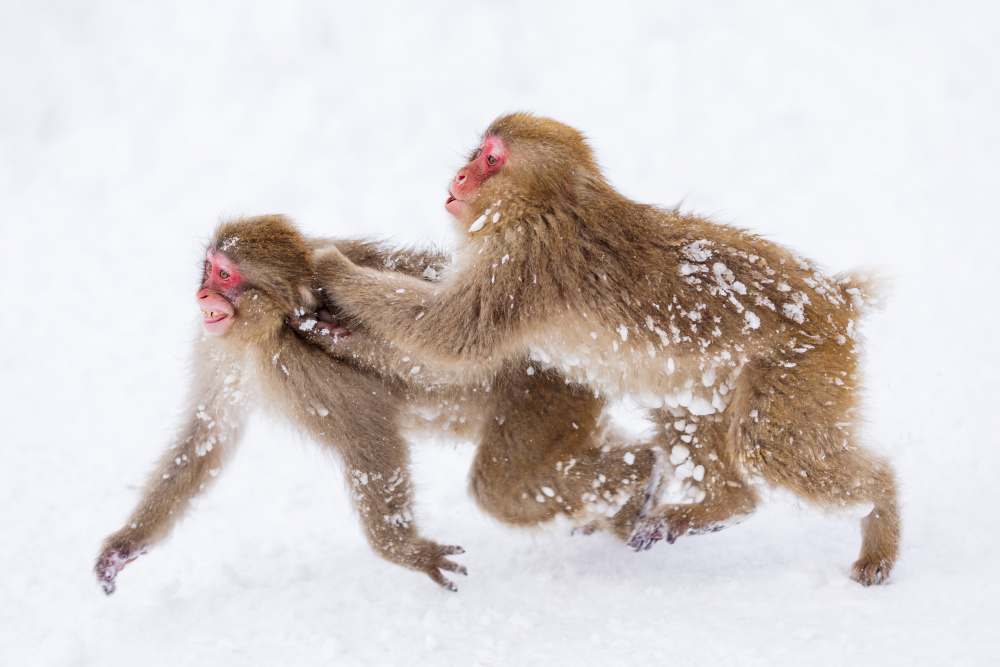 Snow Monkey, playing von Katsu Uota