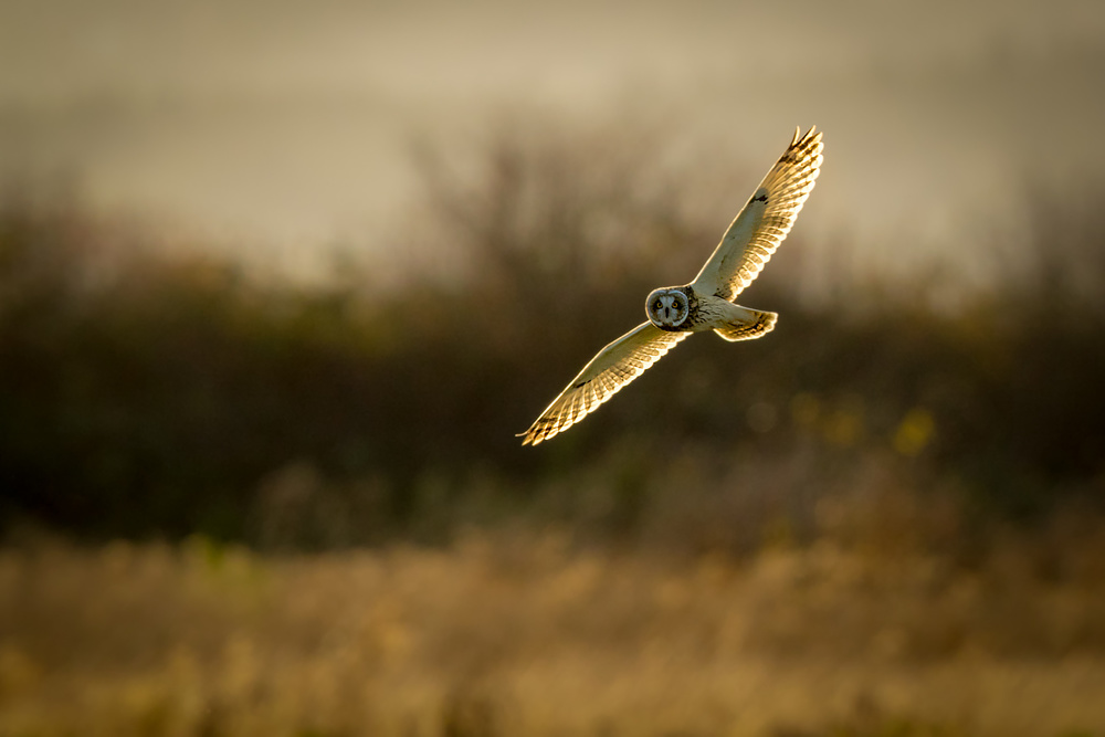 Short-eared Owl on backlit von Katsu Uota