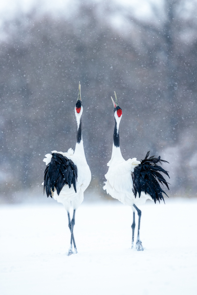 Tsuru (Crane), pair von Katsu Uota