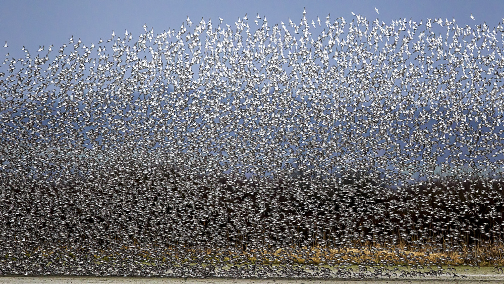 Bird Curtain von Katsu Uota