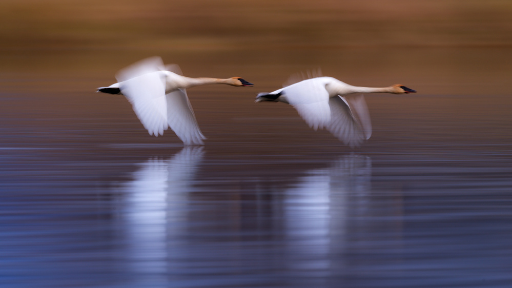 White swans flying upon the lake von Katsu Uota