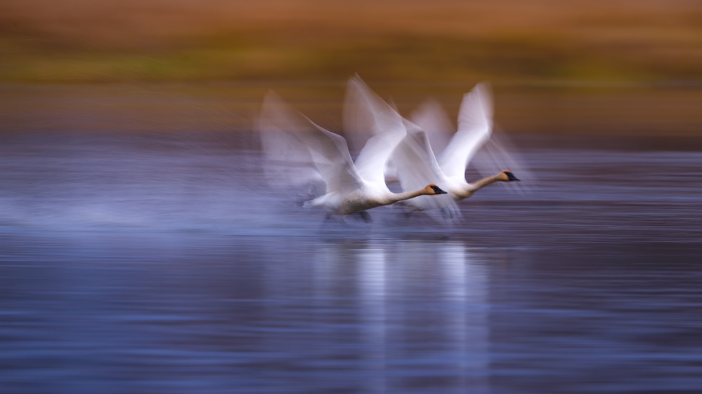 White swans taking off von Katsu Uota