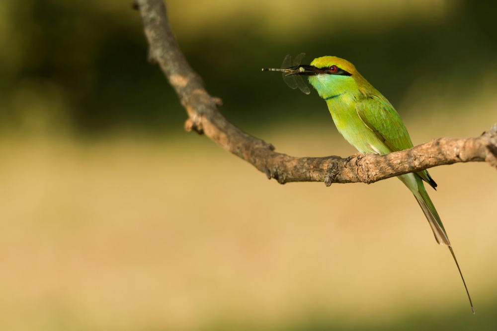 Bee-eater with kill von Kedar Tambe