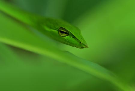 Vine snake blending in habitat