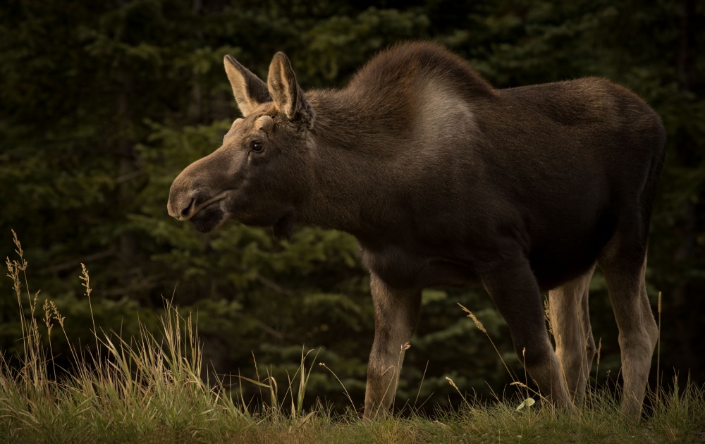 Young Moose on the Loose von Keith Andrews