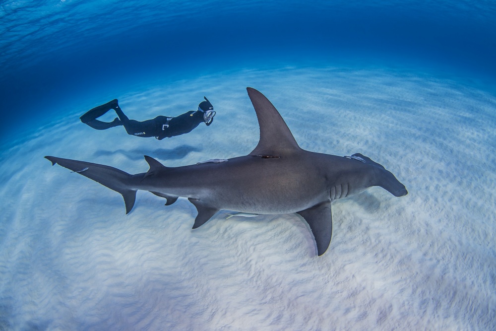 Relaxed swim von Ken Kiefer