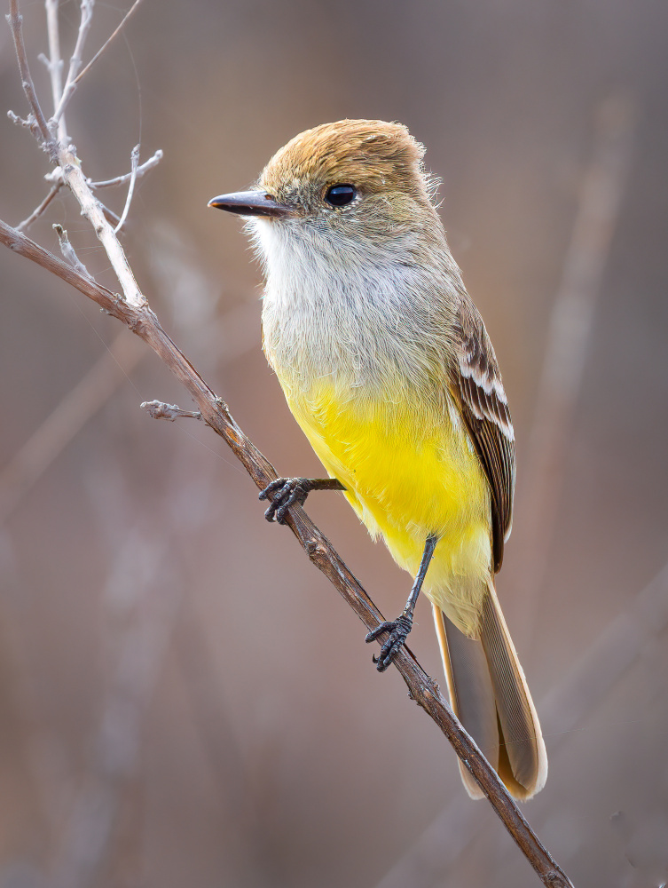 Galapagos Flycatcher von Kenneth Zeng