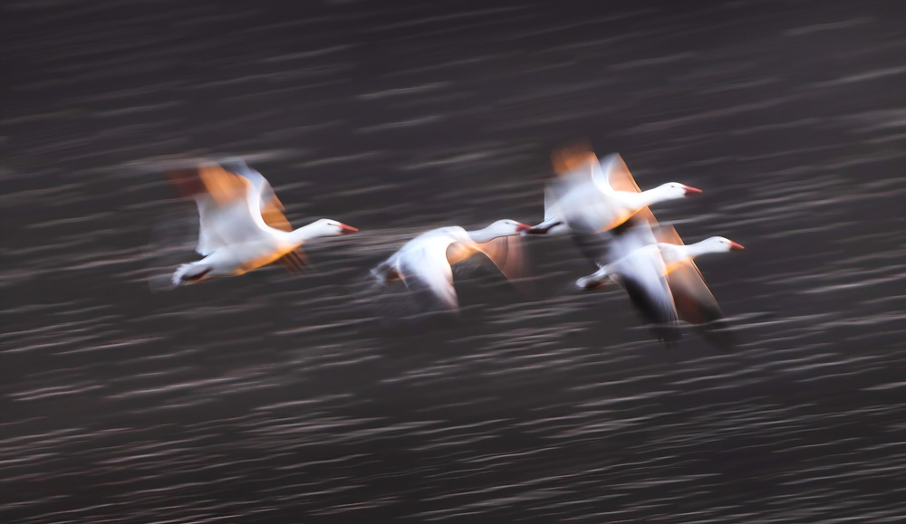 Soaring Snow Geese von Kenneth Zeng