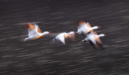 Soaring Snow Geese