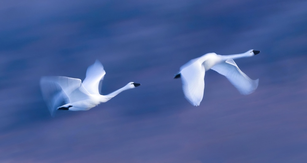 Soaring in the Sky von Kenneth Zeng