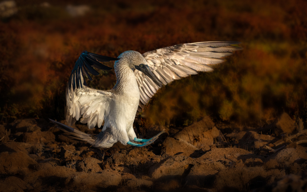 Landing von Kenneth Zeng