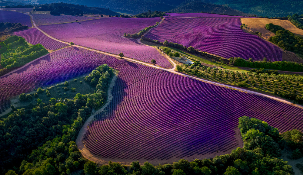 Provence Ultra Purple von Kenneth Zeng