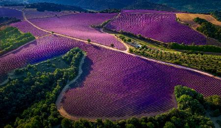 Provence Ultra Purple