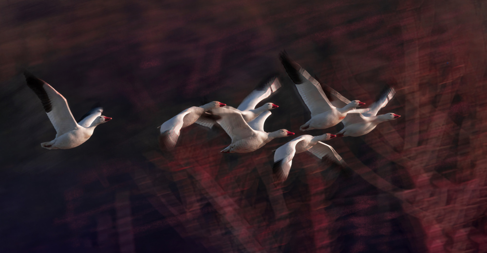 Snow Geese von Kenneth Zeng