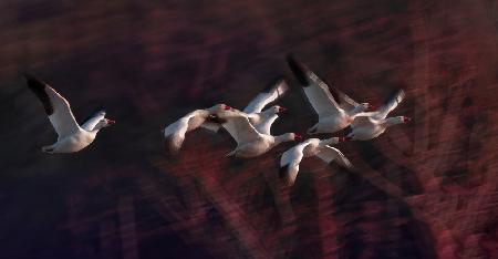 Snow Geese