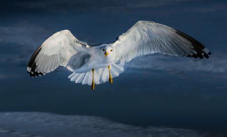 Staring Seagull