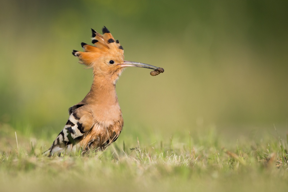 Hoopoe dinner von Kenny De Boeck