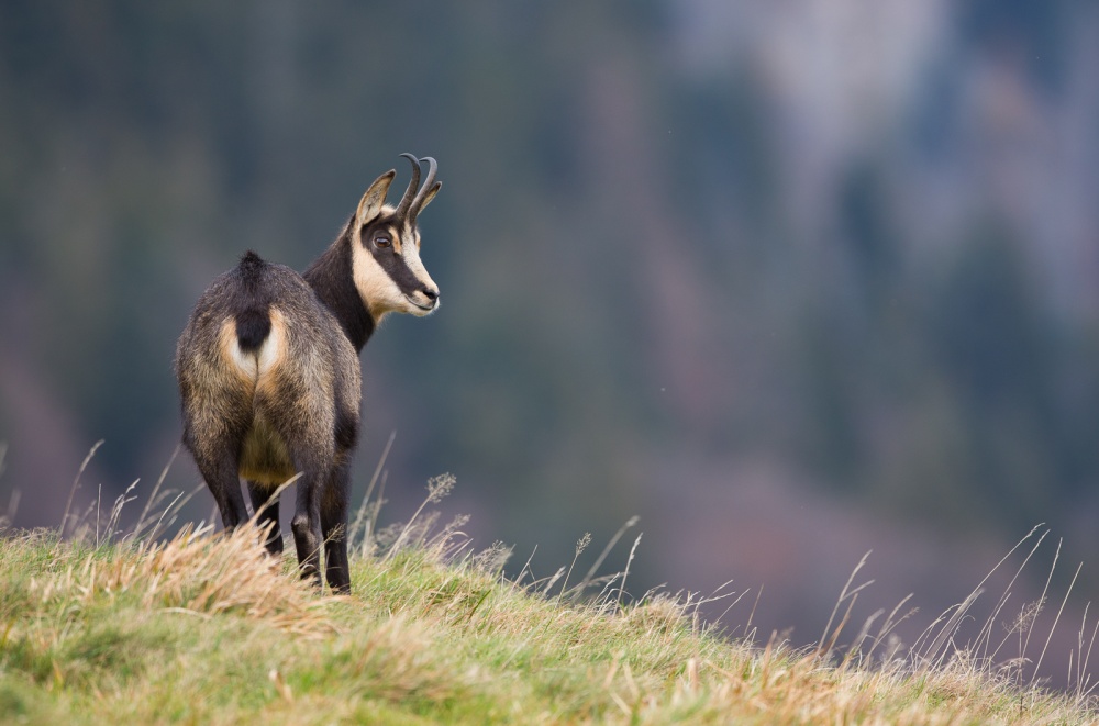 Afternoon Chamois von Kenny De Boeck