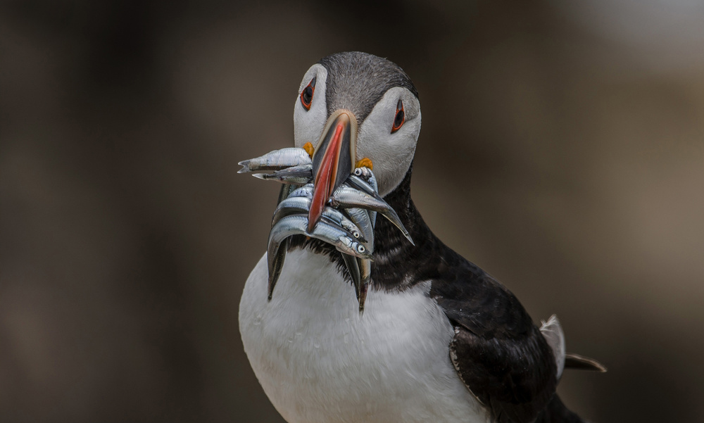 Puffins Dinner von Kenny Goodison