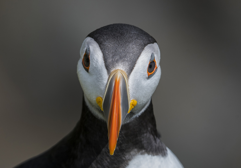 PUFFIN PORTRAIT von Kenny Goodison