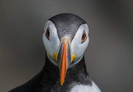 PUFFIN PORTRAIT