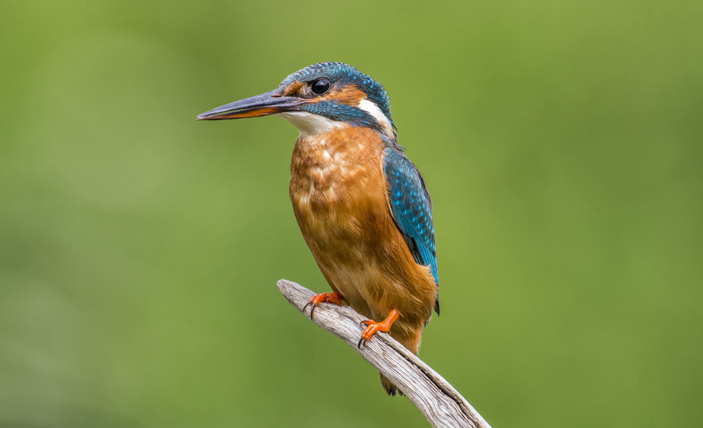 FEMALE KINGFISHER von Kenny Goodison