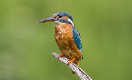 FEMALE KINGFISHER