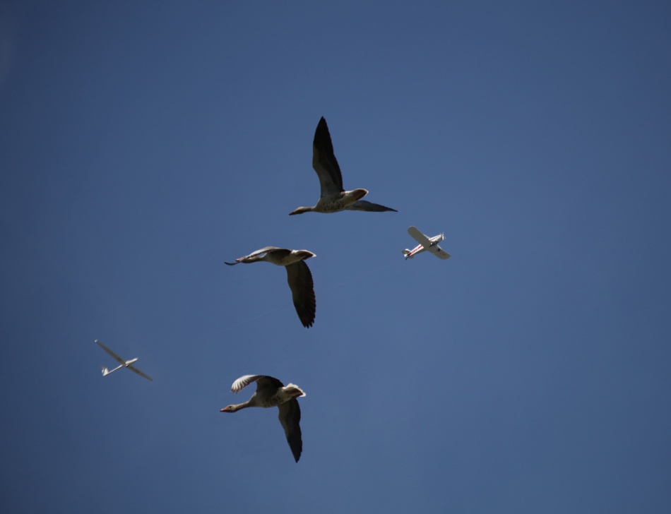 Migrating von Kent Mathiesen