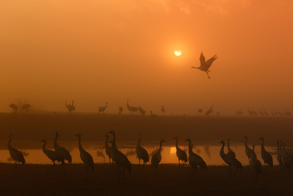 Cranes at sunrise von Keren Or