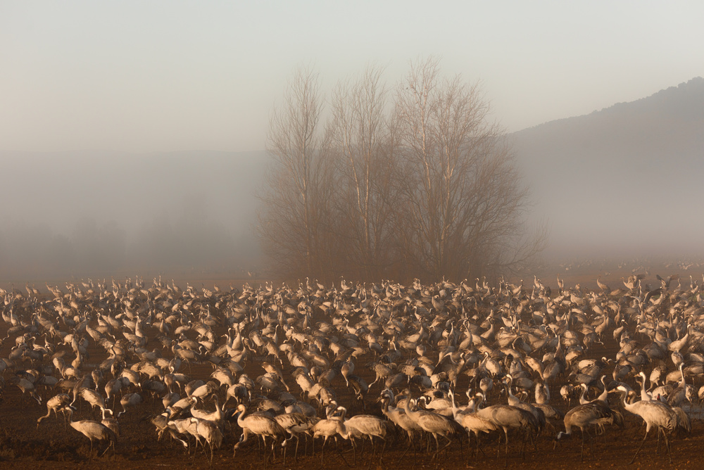 Foggy morning von Keren Or