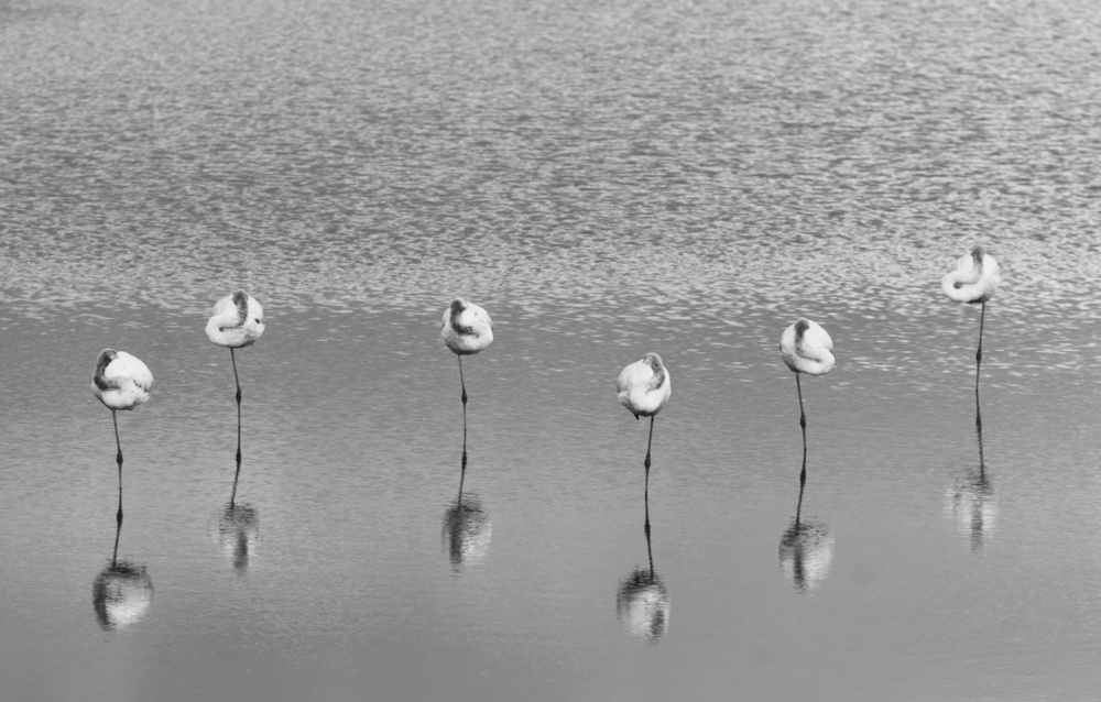 Sleeping flamingos von Keren Or