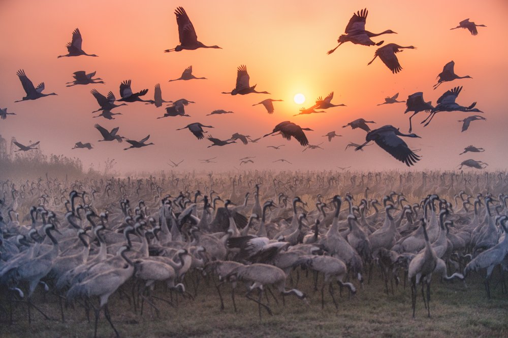 &quot;Cranes at sunrise&quot; series von Keren Or