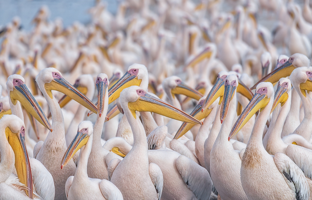 Migratory pelicans von Keren Or