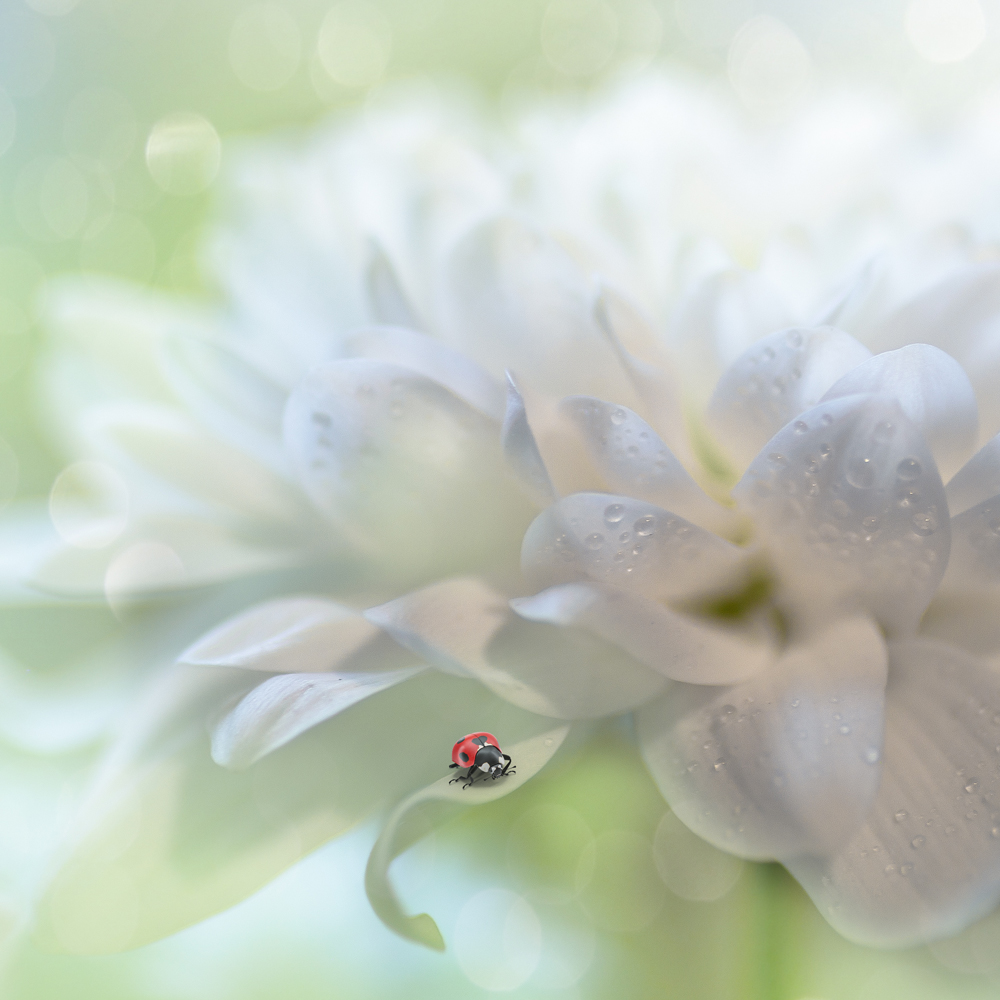 Chrysantheme von Kerstin Kaufmann