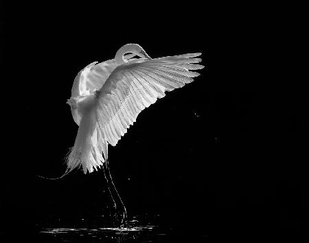 Portrait of A Great White Egret