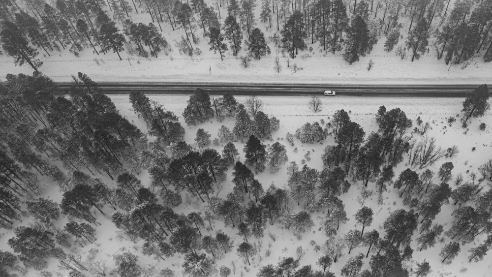 Snowing Forest von Kevin Xu