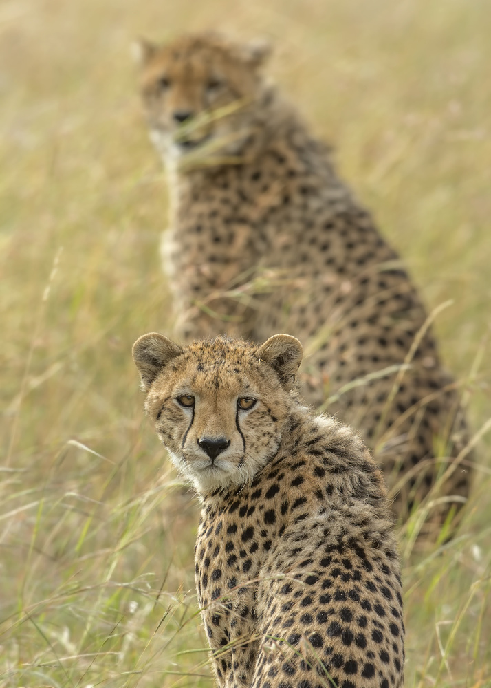 Brothers von Khaleel Nadoum