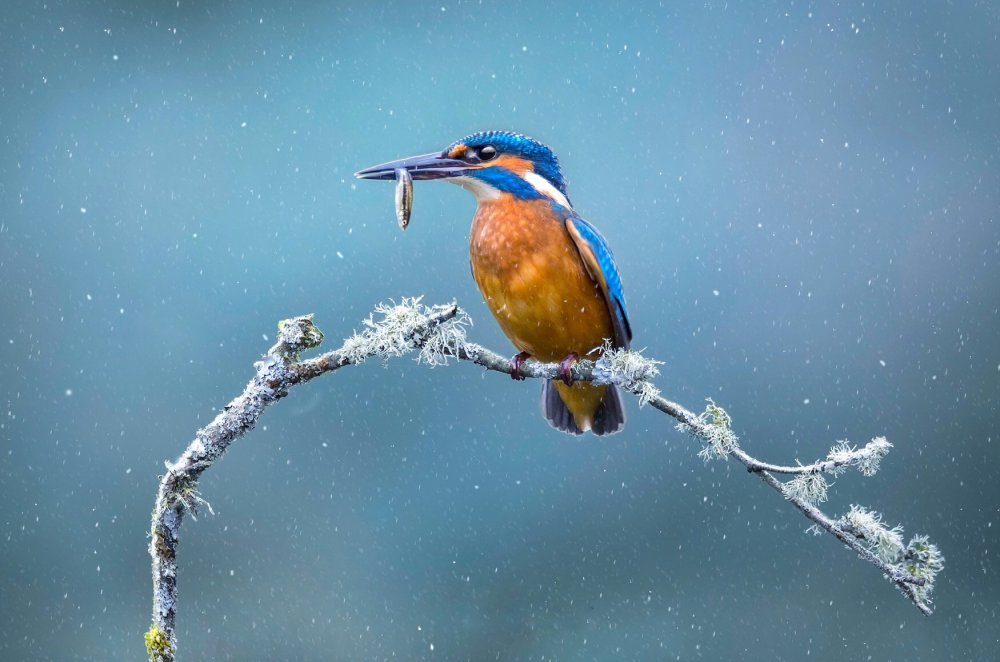 Fishing in winter von Kieran O Mahony AIPF